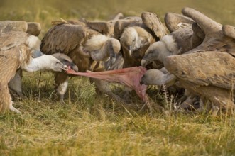 Griffon Vulture (Gyps fulvus) group feeding, Catalonia, Spain