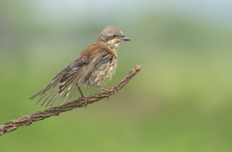 Red-backed Shrike (Lanius collurio) male drying feathers after bathing, Aosta Valley, Italy