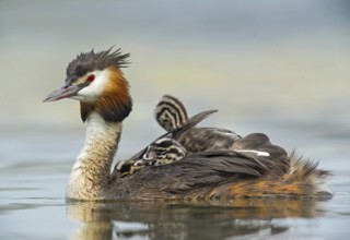 Great Crested Grebe (Podiceps cristatus) with chick, Piedmont, Italy