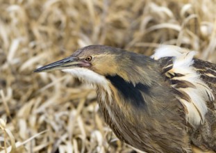American Bittern, Botaurus lentiginosus, displaying at a pond in Saskatoon, Saskatchewan