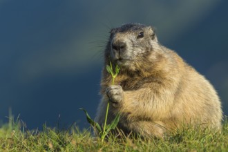 Alpine Marmot (Marmota marmota) adult foraging, High Tauern National Park, Carinthia, Austria