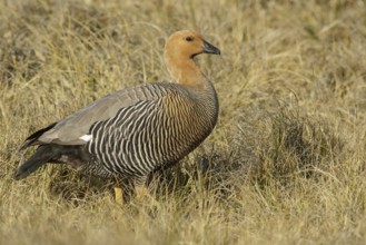 Upland Goose (Chloephaga picta) perched on the ground in the Falkland Islands