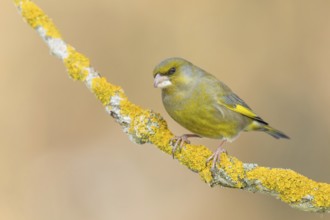 European Greenfinch (Chloris chloris) male perched on a lichen branch, Poland