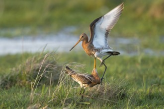 Black-tailed Godwit (Limosa limosa) wrangling, Lower Saxony, Germany