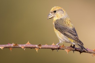 Red Crossbill (Loxia curvirostra) male perched on a branch, Aragon, Spain