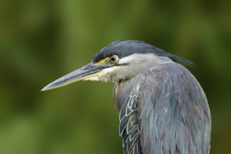 Mangrovereiger, Striated Heron, Butorides striata atricapilla