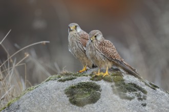 Turmfalke, lat. Falco tinnunculus, zwei Jungvögel nebeneinander versetzt auf einem Felsen stehend