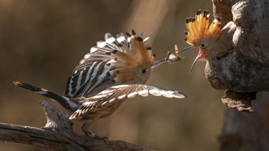 Eurasian Hoopoe (Upupa epops) feeding juvenile in breeding cavity, Saxony-Anhalt, Germany