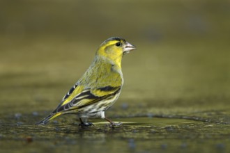 Sijs drinkend op ijs, Siskin drinking on ice