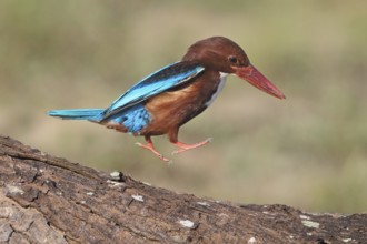 White-throated Kingfisher (Halcyon smyrnensis) hopping, Penang, Malaysia