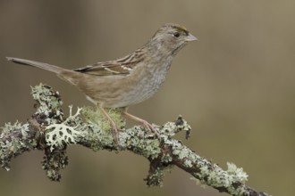 Golden-crowned Sparrow (Zonotrichia atricapilla), British Columbia, Canada