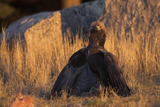Golden Eagle (Aquila chrysaetos) female, Madrid, Spain