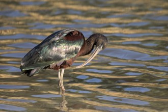 Glossy Ibis (Plegadis falcinellus) foraging, Queensland, Australia