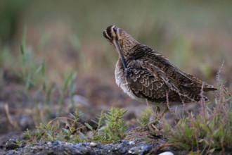 Common Snipe (Gallinago gallinago) preening, Mecklenburg-Western Pomerania, Germany