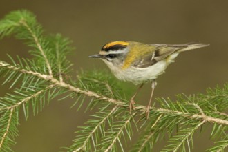 Common Firecrest (Regulus ignicapilla), St. Gallen, Switzerland