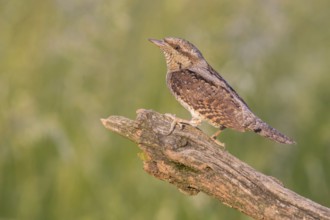 Eurasian Wryneck (Jynx torquilla) perched on an old tree trunk, Poland