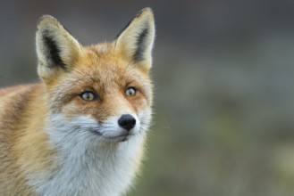 Red Fox (Vulpes vulpes) adult portrait, Netherlands