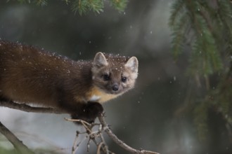 American Marten (Martes americana) climbing in tree, Yellowstone National Park, USA