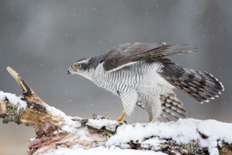 Northern Goshawk (Accipiter gentilis) male perched on a snowy tree trunk, Bialowieca National Park,