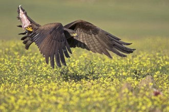 Black Kite (Milvus migrans) flying, Castile-La Mancha, Spain