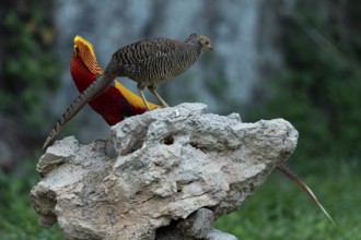Golden Pheasant (Chrysolophus pictus) pair perched on a rock, Shanxi, China