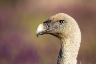 Griffon Vulture (Gyps fulvus), Madrid, Spain