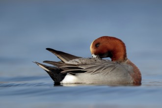Eurasian Wigeon (Mareca penelope) male, Utrecht, Netherlands