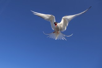 Arctic Tern (Sterna paradisaea) flying, Schleswig-Holstein, Germany