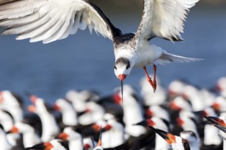 Black Skimmer (Rynchops niger) group, Santa Rosa, Guatemala
