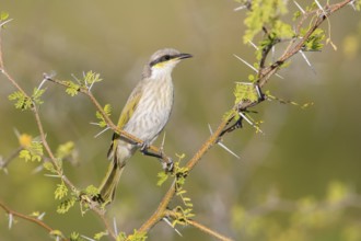 Singing Honeyeater (Gavicalis virescens) perched on a branch, Queensland, Australia