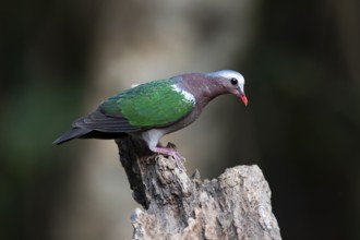 Common Emerald Dove (Chalcophaps indica) male, Yunnan, China