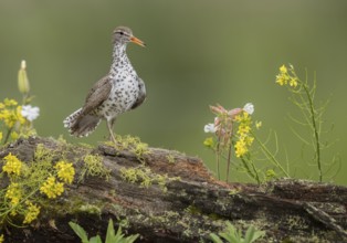 Spotted Sandpiper (Actitis macularius) perched on a log, British Columbia, Canada