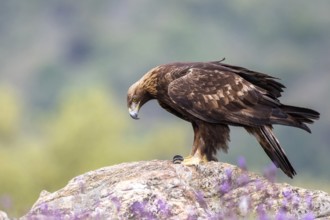 Golden Eagle (Aquila chrysaetos) perched on a rock, Madrid, Spain