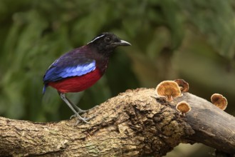 Black-crowned Pitta (Erythropitta ussheri), Sabah, Malaysia
