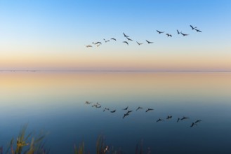 Common Crane (Grus grus) flying, Mecklenburg-Western Pomerania, Germany