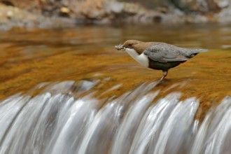 White-throated Dipper, Cinclus cinclus, brown bird with white throat in the river, waterfall in the