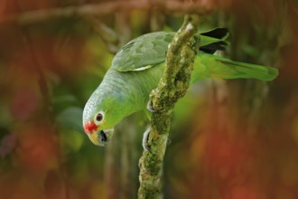 Red-lored Parrot, Amazona autumnalis, portrait of light green parrot with red head, Costa Rica.