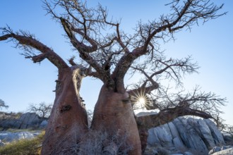 African baobab or baobab tree (Adansonia digitata), sun star, Kubu Island (Lekubu), Sowa Pan,