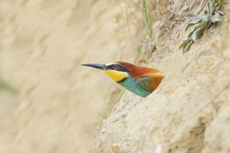 European bee-eater (Merops apiaster), adult bird looking out of breeding cave, wildlife, migratory