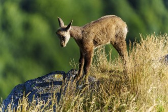 A young chamois stands pensively alone in a meadow, chamois, chamois, (Rupicapra rupicaprae), fawn,