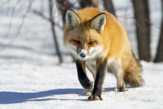Red fox (vulpes vulpes), Fox walking on snow and spotting a prey, Fox ready to pounce, Close-up,