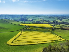 Rapeseed fields and Farms over Devon Windmill from a drone, Torquay, Devon, England, United Kingdom