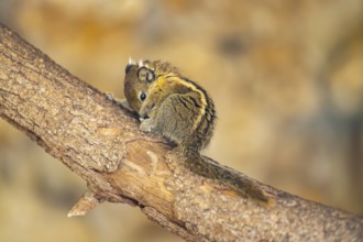 Eastern chipmunk (Tamias striatus), captive, Zoo Augsburg, Germany