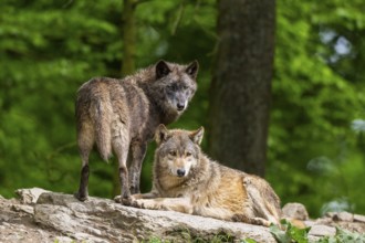 Eastern wolves (Canis lupus lycaon) on a little hill, Bavaria, Germany