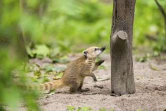 South American coati (Nasua nasua) youngster klimbing a little tree, captive, Zoo Augsburg