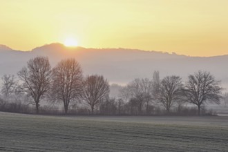 Meadows and trees in the early morning mist in the light of the rising sun, Reusstal, Aristau,