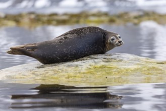 Harbour seal (Phoca vitulina) lying on a stone in the water, Mammals (Mammalia), Gravnesodden,