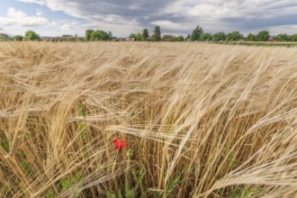 A large field of golden barley grass moves gently in the breeze, punctuated by a vibrant red poppy.