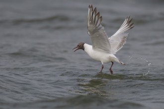 Black-headed gull (Chroicocephalus ridibundus) in summer plumage, looking for small fish, near