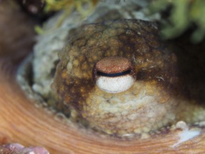 Close-up of an eye of Common Octopus (Octopus vulgaris) with clear texture and details in a natural